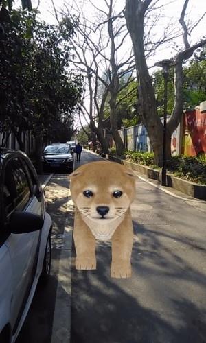 ar宠物相机  v2.0图2