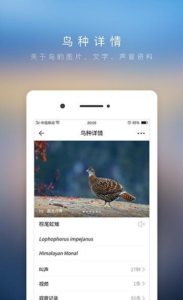 爱鸟