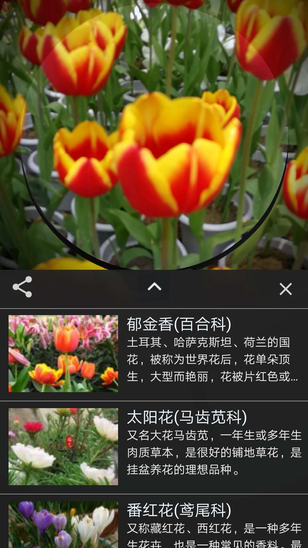 行色识花  v2.0.8.20图1