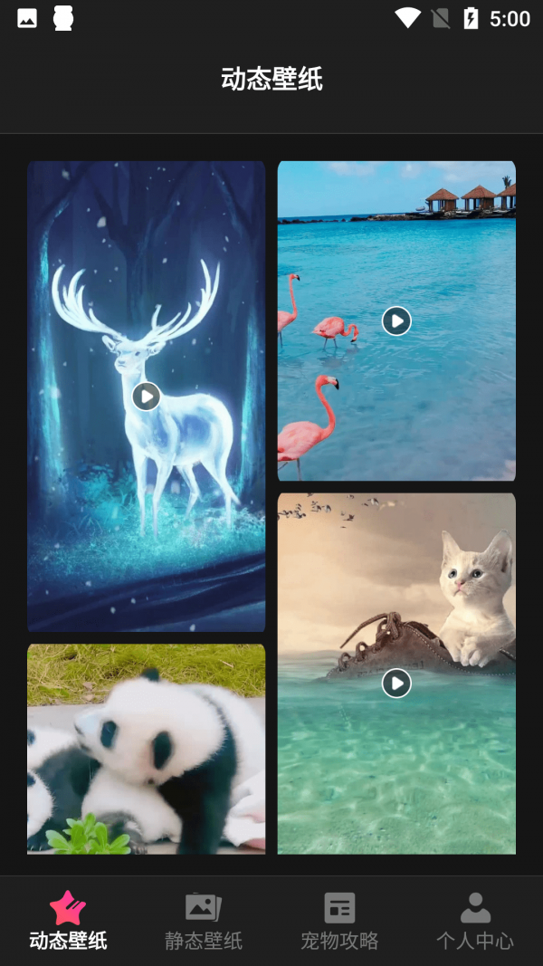 猫咪壁纸  v1.1图3