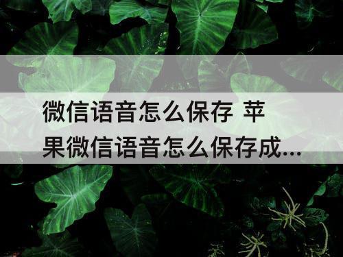 微信语音怎么保存 苹果微信语音怎么保存成音频文件