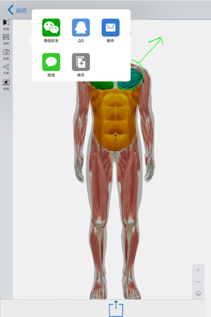 3d人体模型手机版